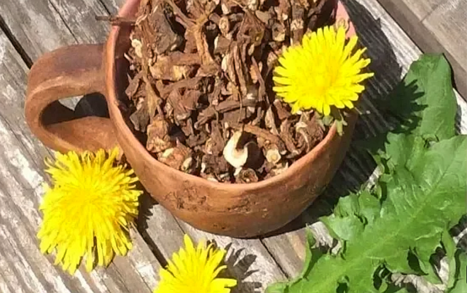 Кофе из одуванчиков. БАВ одуванчика корни. Dandelion root - корень одуванчика. Корни одуванчика ГФ. Кофе из одуванчика и цикория.