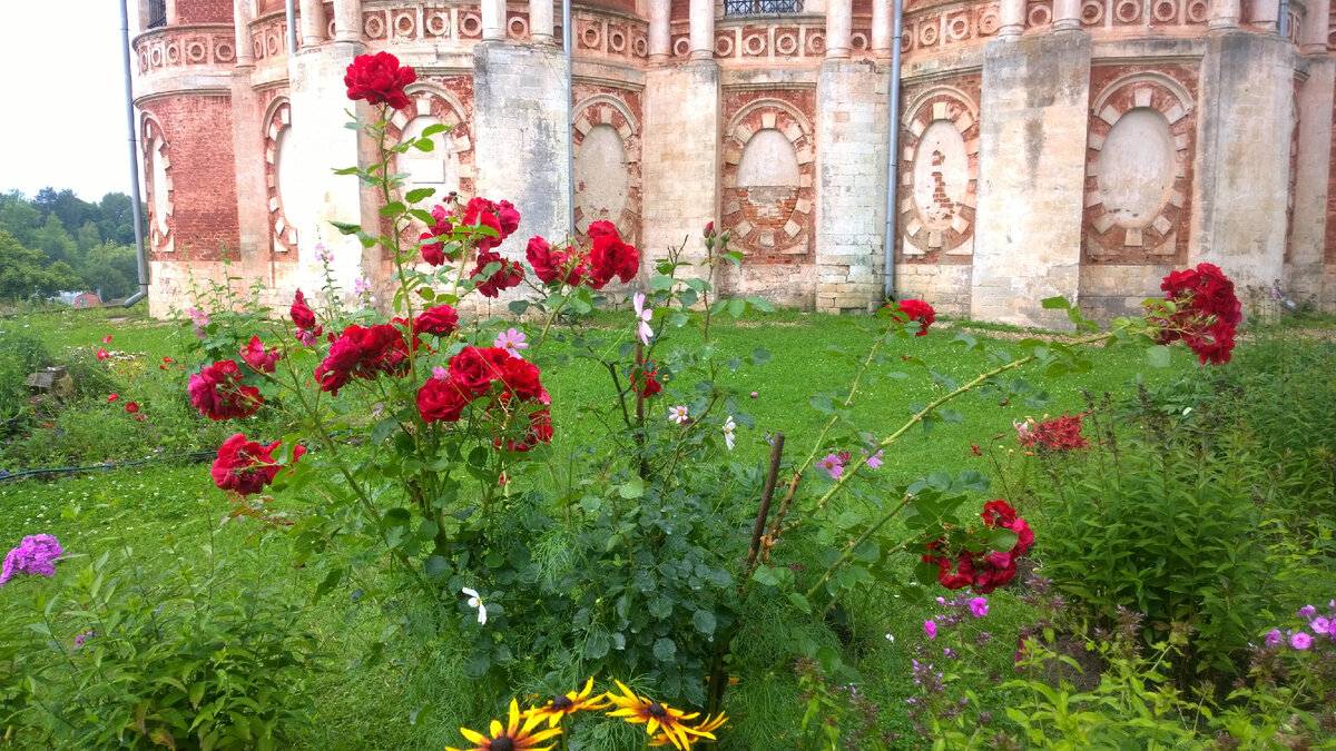 Розы, Никольский Собор, фото автора