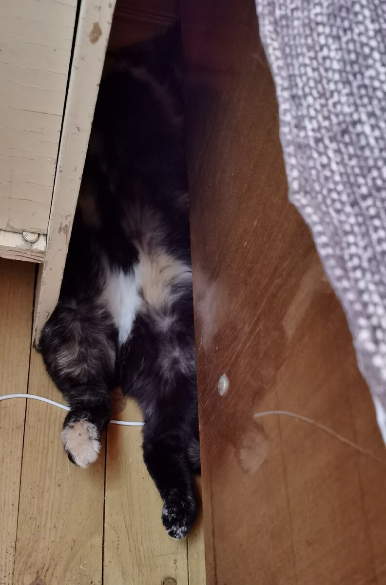 Толстенькие ножки и пушистое пузико