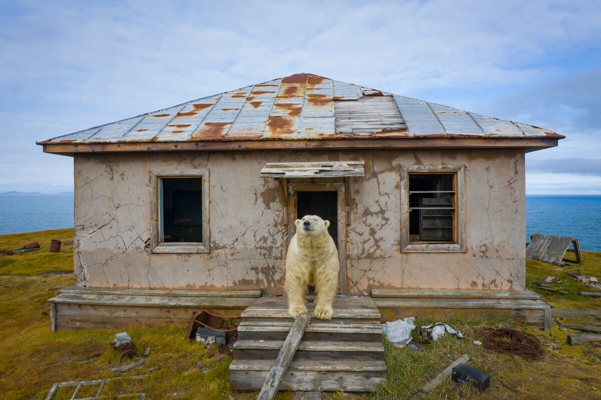 Фото: Дмитрий Кох Источник: https://www.rbth.com/travel/334603-polar-bears-abandoned-island-chukotka