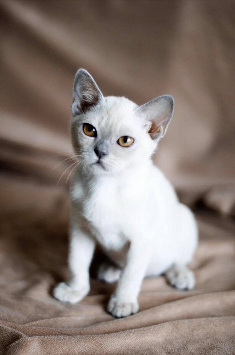 NW'20, SP, Rovena Jasper*RU, DSM - Jasper Burmese cats - котенок европейской бурмы лилового окраса, 3 мес.
