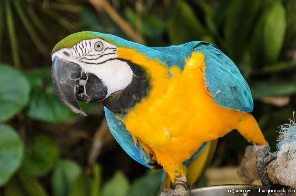 Сине-желтый ара