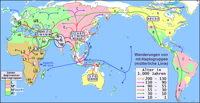Карта ранних миграций человека по планете. Картинка взята из открытых источников только для иллюстрирования текста