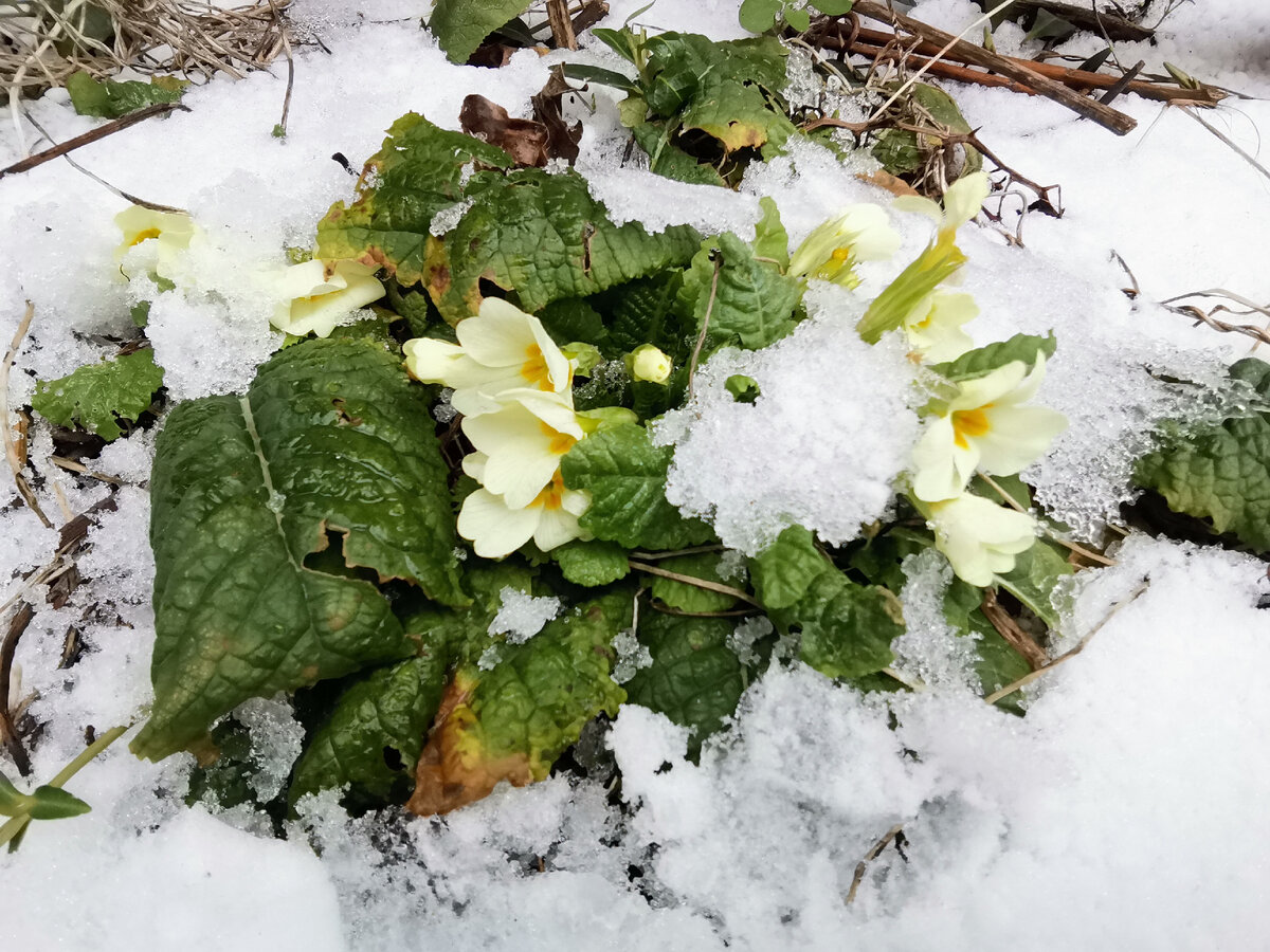 Под снегом цветы примулы.