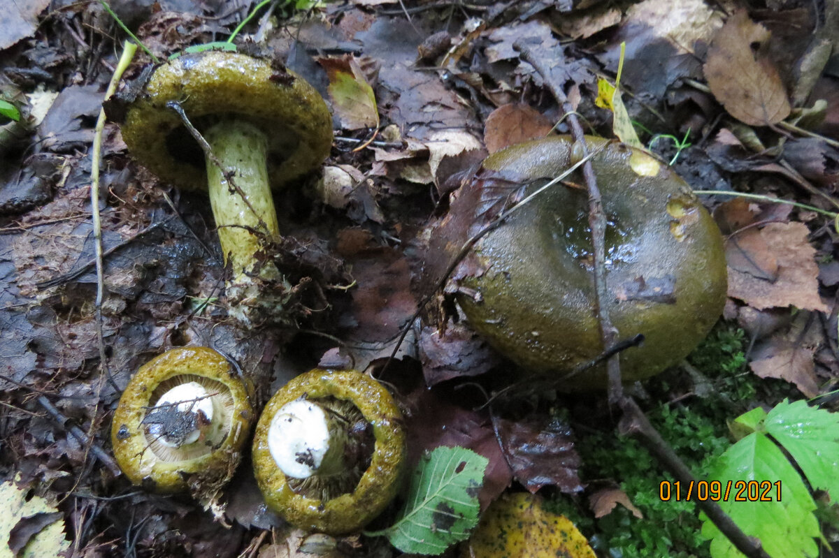 Фото автора . Чернушки вроде бы начали расти, можно было набрать, но не ведро и не два, а поштучно...