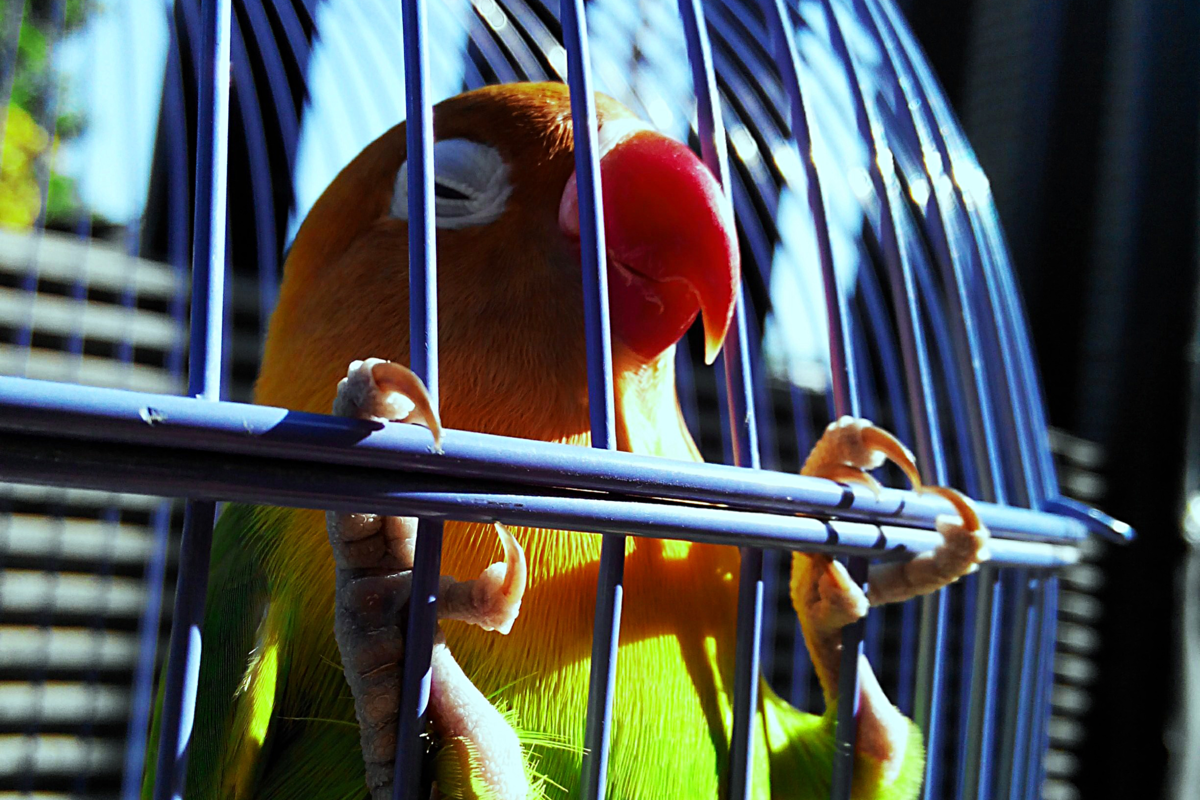 Попугай синица. «Клетка с попугаями» (реж. М. Диденко). Клетка для попугая неразлучника. Неразлучники попугаи. Попугай ара и неразлучник.