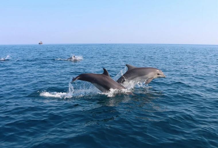 Дельфины – самые приятные и дружелюбные животные в Чёрном море