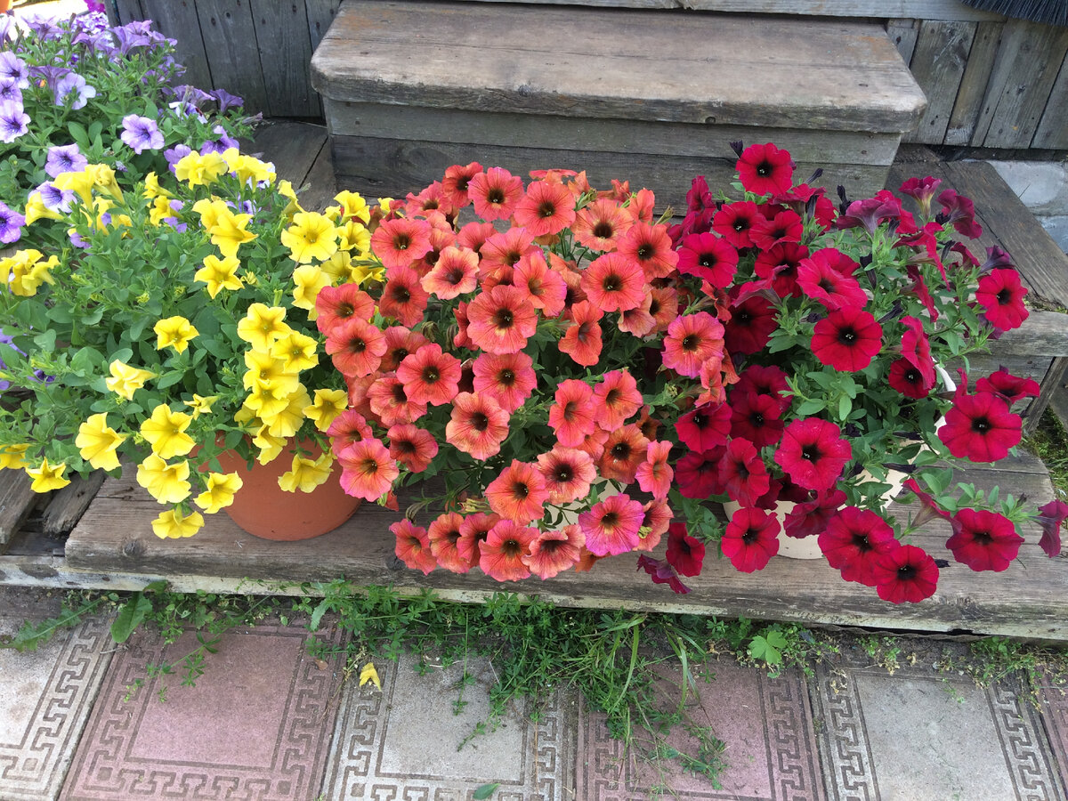Wallpaper : petunia, flowers, bright, plant pots 2048x1330 - goodfon - 648369 - 