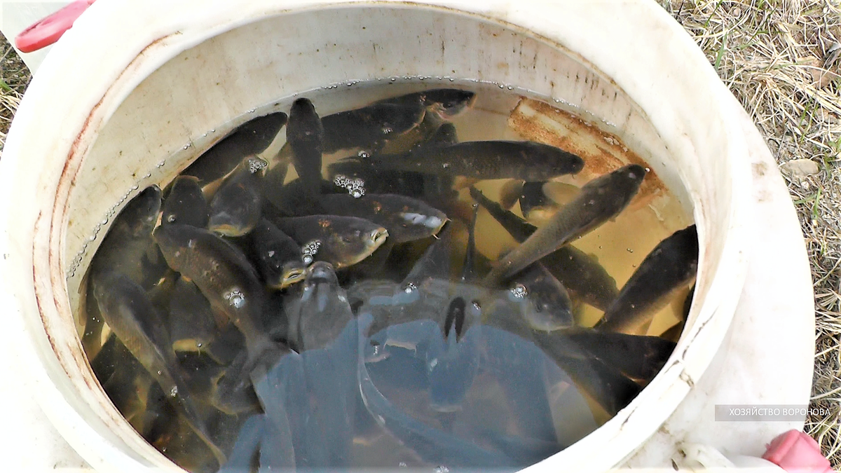 годовик карпа перед зарыблением