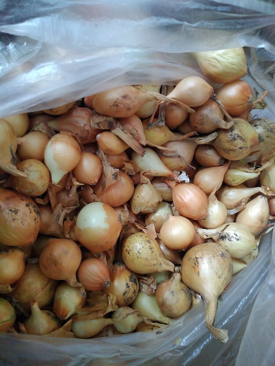 Купить Семена лука Луганский 10 гр в интернет магазине Barus
