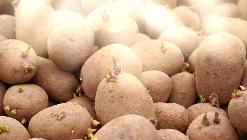 Подготовка картофеля к посадке — Какие клубни сажать: советы и рекомендации