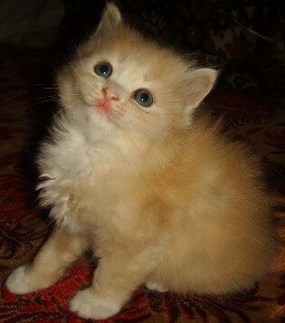 Взято Яндекс-картинки