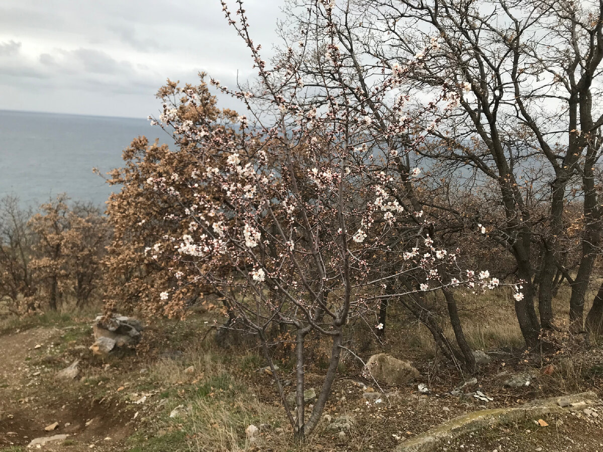 Цветёт орешка