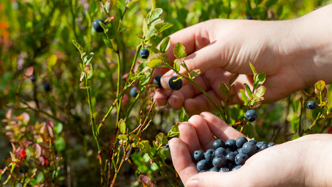 Фото Discovering Finland Guide Oy