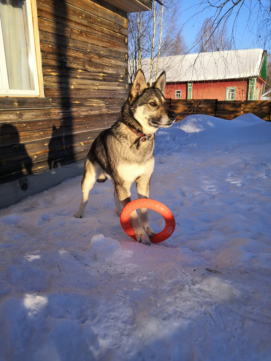 Серьезная собака