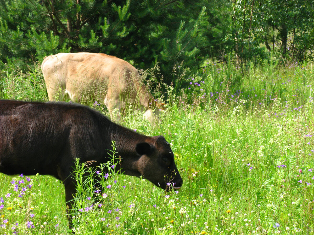 Телята пасутся на моих еще не рыжковых местах, это 11 лет назад. Впрочем и сейчас небольшое стадо там - существует. Фото Лидии Бам-2011.