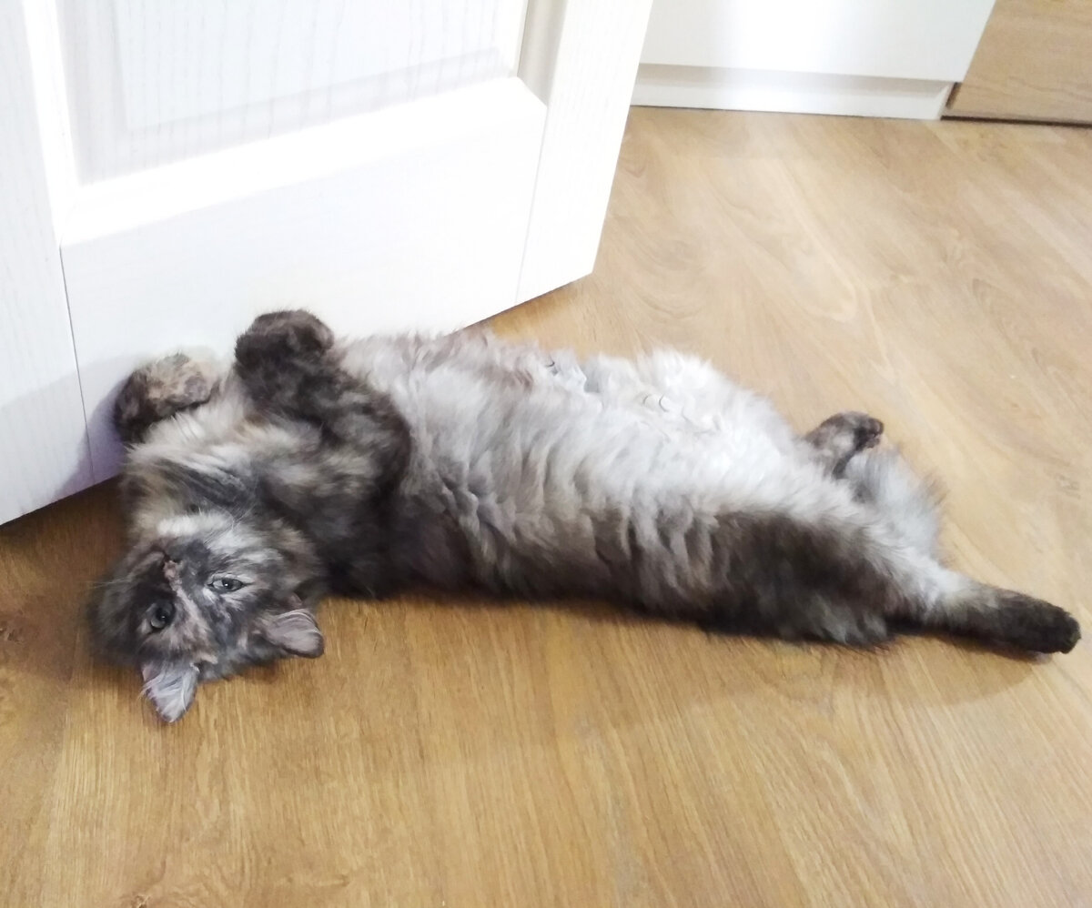 Киска-Ириска