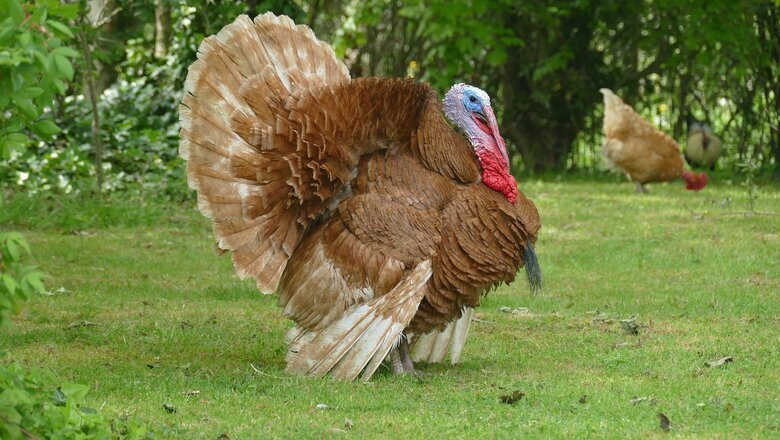 Фото: pixabay.com