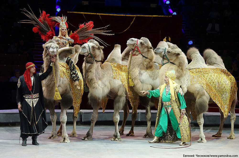 Московский государственный цирк артисты. Сборная большого московского цирка. Большого московского цирка владой морозовой. Закулисье большого цирка. Большого московского цирка владой морозовой.