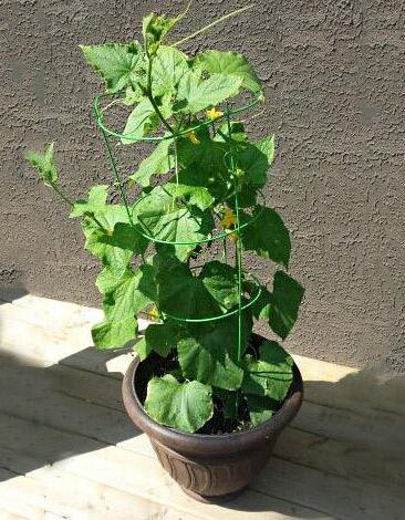 Шпалера (опора) для огурцов.