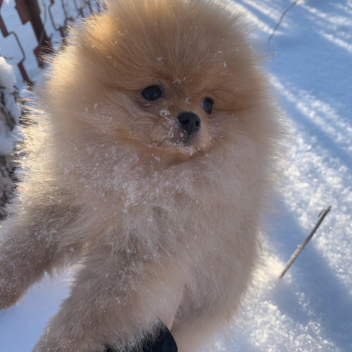 Померанский шпиц | Питомник «Hovline»