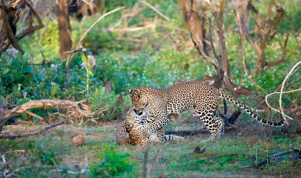 Photo contest Wildlife: Mammals - 35AWARDS