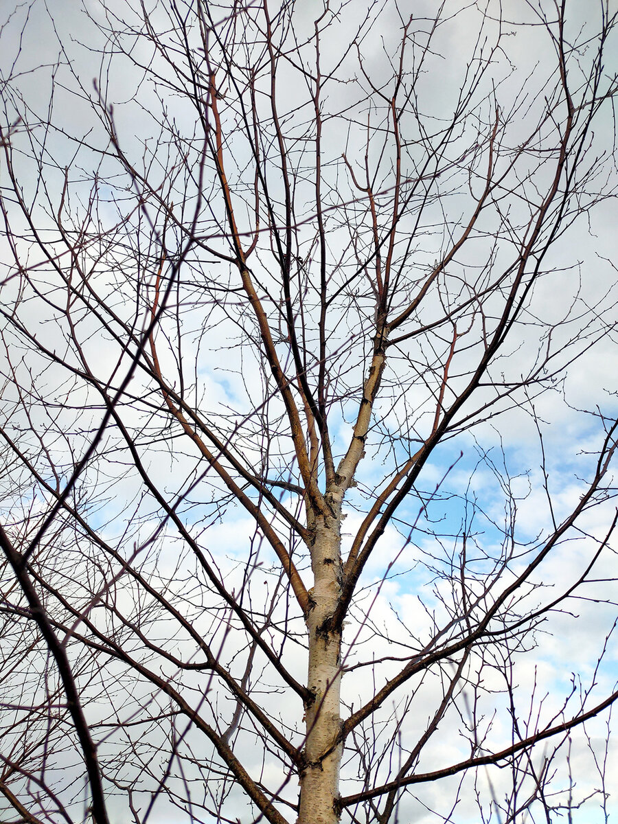 Множество стволов растущих по кругу получилось после обрезки основного ствола. Но обрезал не один раз. Возраст березы около шести-семи лет