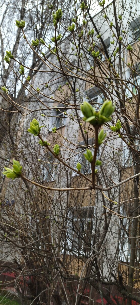 Весна. Первая трогательная зелень. 