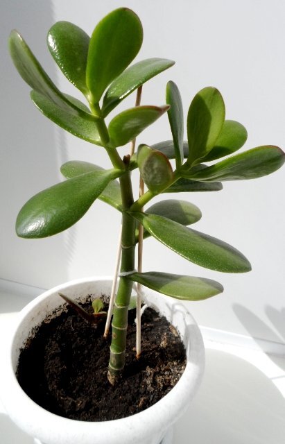 Денежное дерево 