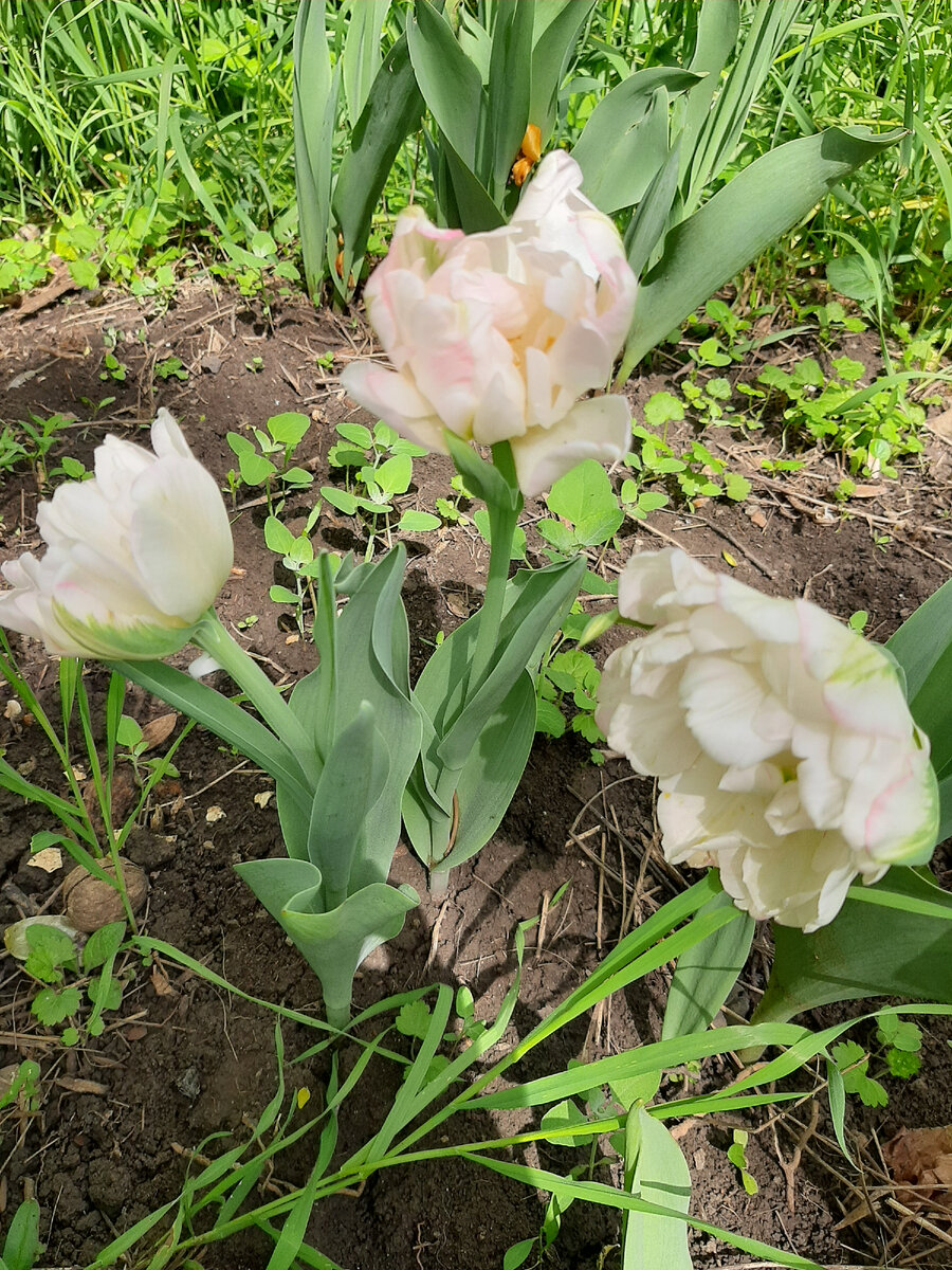 Поздние тюльпаны