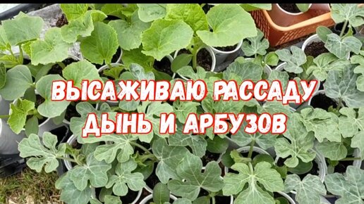 Рассада дыни. Рассада дыни и арбуза. Мини дыни без рассады. Как выглядит рассада дыни фото. Арбузы дыни на рассаду в средней полосе