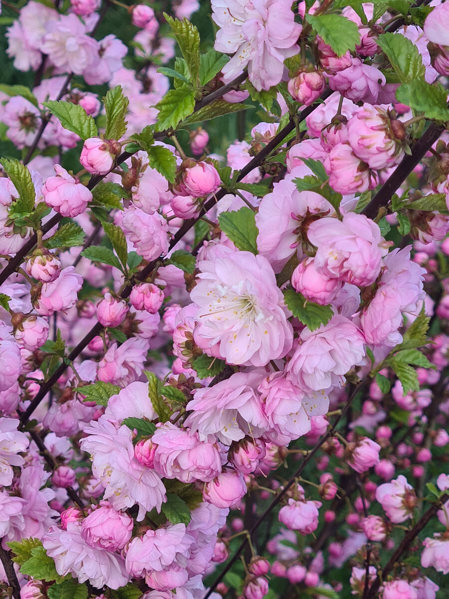 Миндаль в Москве. Фото автора.