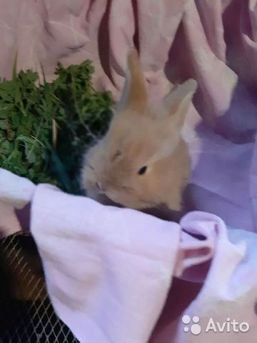 мои подопечные),но не все.