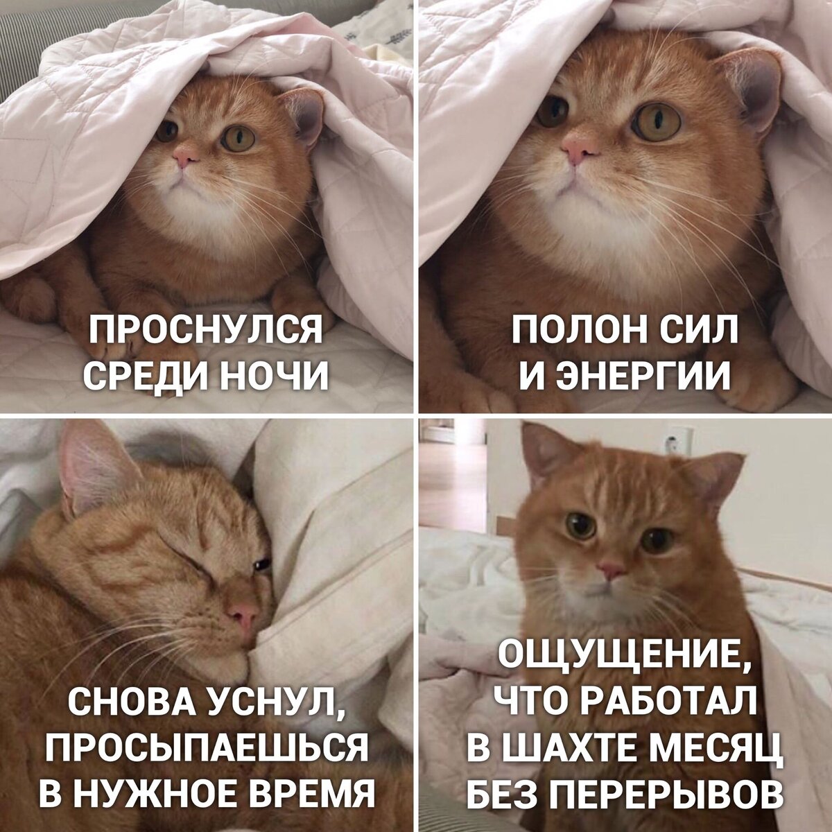 Мемыис. Мемы с котами. Мемы с котами и надписями. Коты мемы с надписями. Смешные мемы про котов.