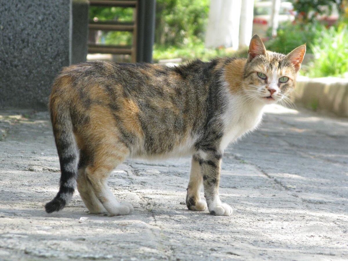 Фото бездомных кошек