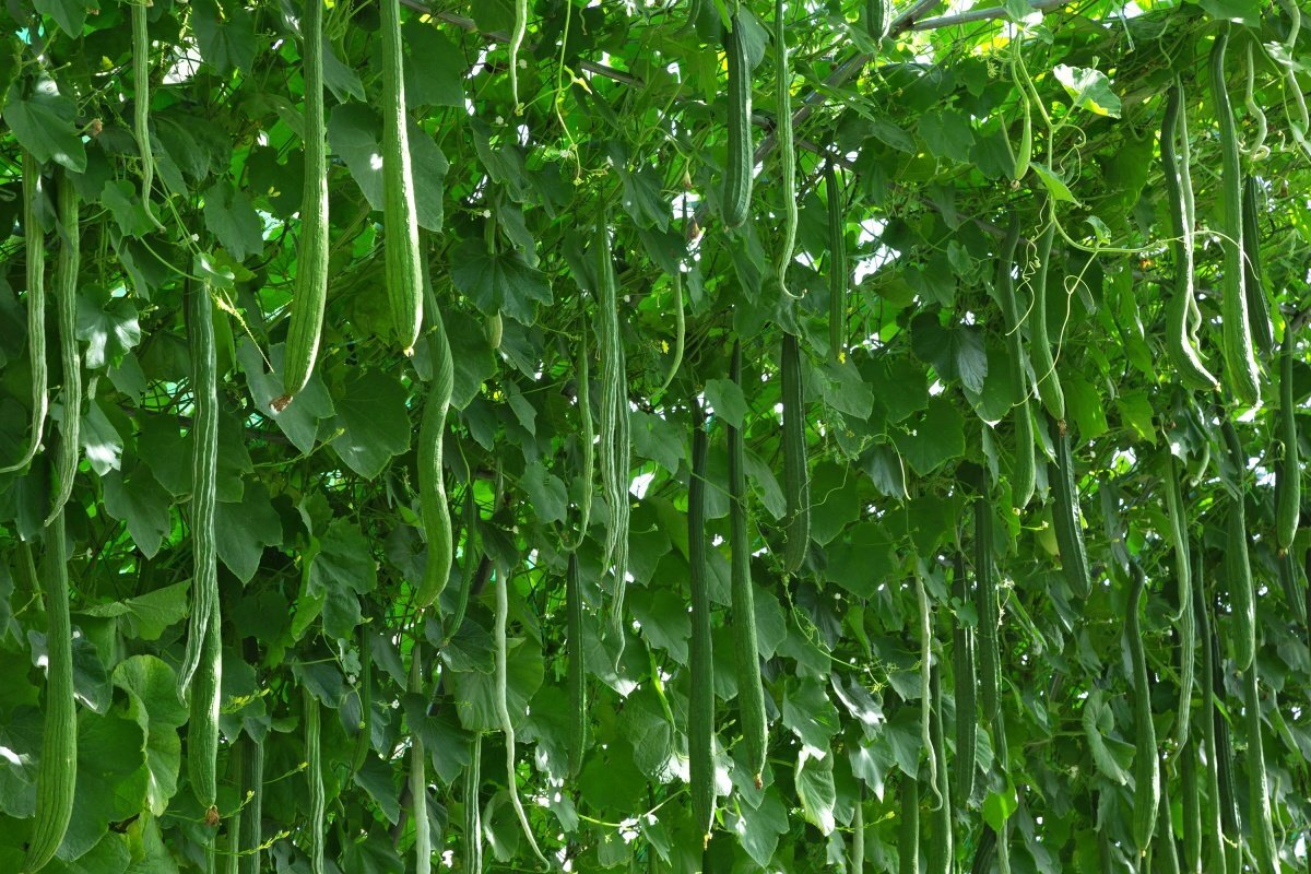 Как сыворотка и йод помогают огурцам (фото с сайта orchardo.ru)