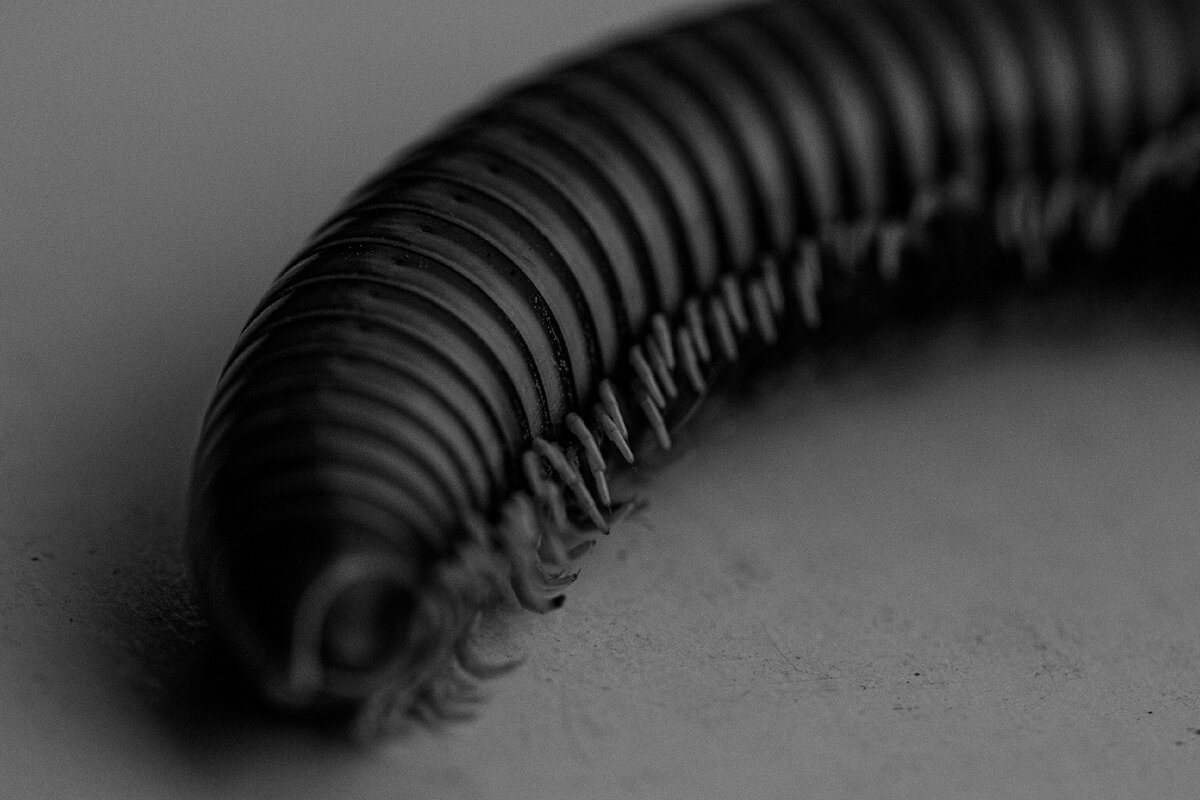 Сонник — к чему снится белые черви