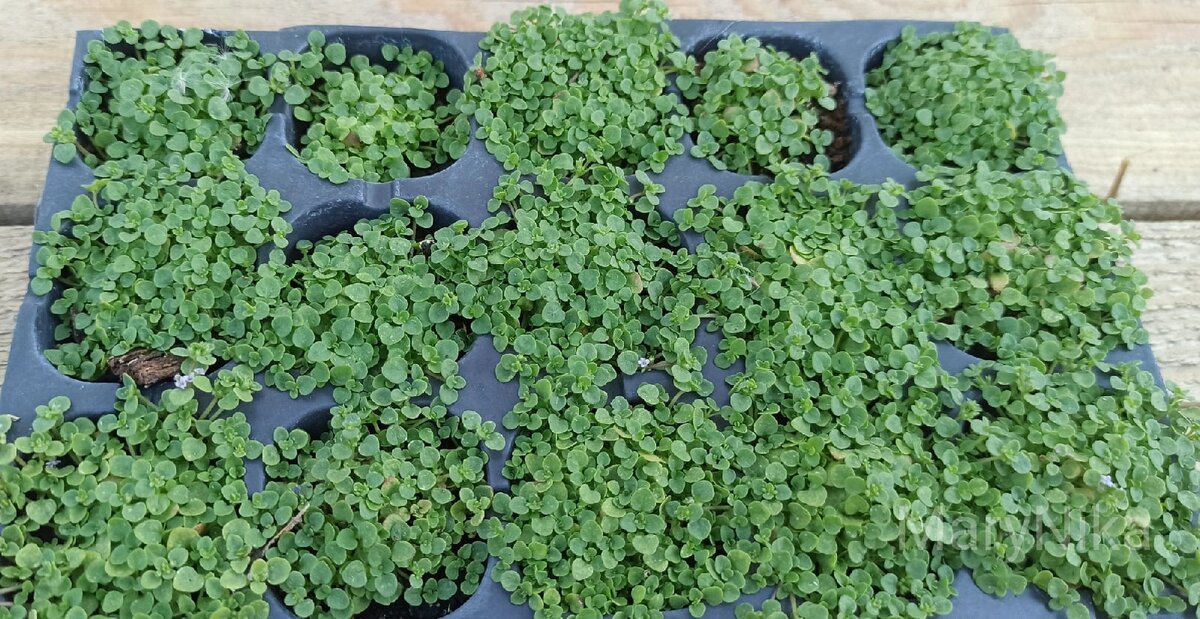 Мята корсиканская Mini mint через 2 месяца после посева