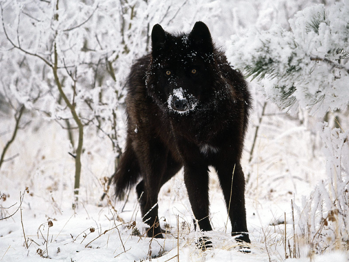 Чёрный волк - меланистический вариант серого волка. Чёрные волки считаются самыми редкими из всех псовых.