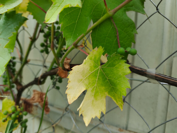 Виноград желтеют. Лист винограда. Побеги винограда. Листья винограда фото. Лист винограда край листа.