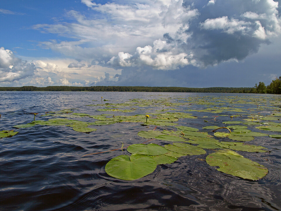 Рубское озеро. Рубское озеро Ивановская область. Озерная Рубское озеро. Рубское озеро ивановская