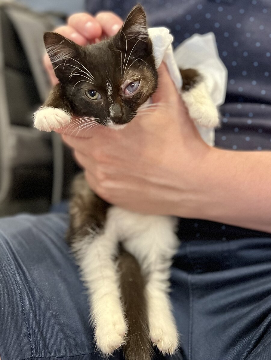 Стеша - котёнок реновации. Бегал и резвился вокруг сносимого дома, не понимая, что находится в шаге от гибели 