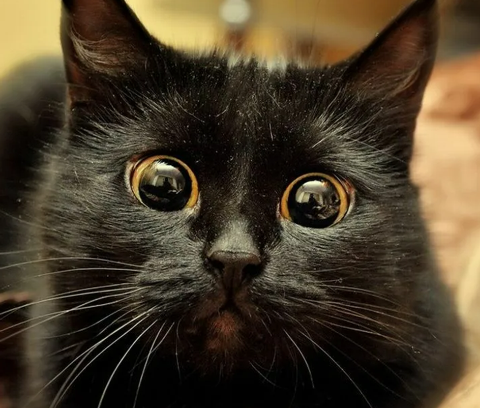 Загляните в глаза: он видит меня! Через монитор!