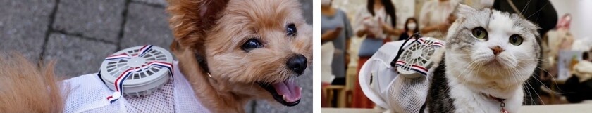    Фото: Daily Business News / YouTube