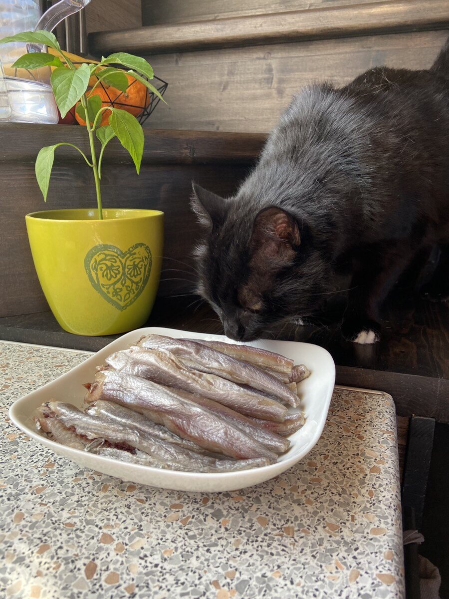 Вовремя я зашла на кухню - тут еще одна рыбная фанатка подтянулась=)) Сразу скажу, что ей конечно же тоже досталась одна рыбёшка, всё по-честному!