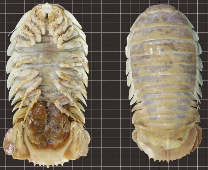 Гигантская изопода Bathynomus yucatanensis. Фото: Ming-Chih Huang, Journal of Natural History.