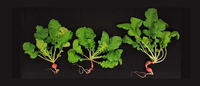    Растения, выращенные в почве, похожей на Марс, с люцерной в качестве удобрения. Фото: Kasiviswanathan et al.