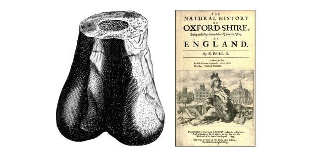 Обложка книги Роберта Плота «Естественная история Оксфордшира», 1677 год, и иллюстрация бедренной кости, получившей название Scrotum humanum. Изображение: Wikimedia Commons📷
