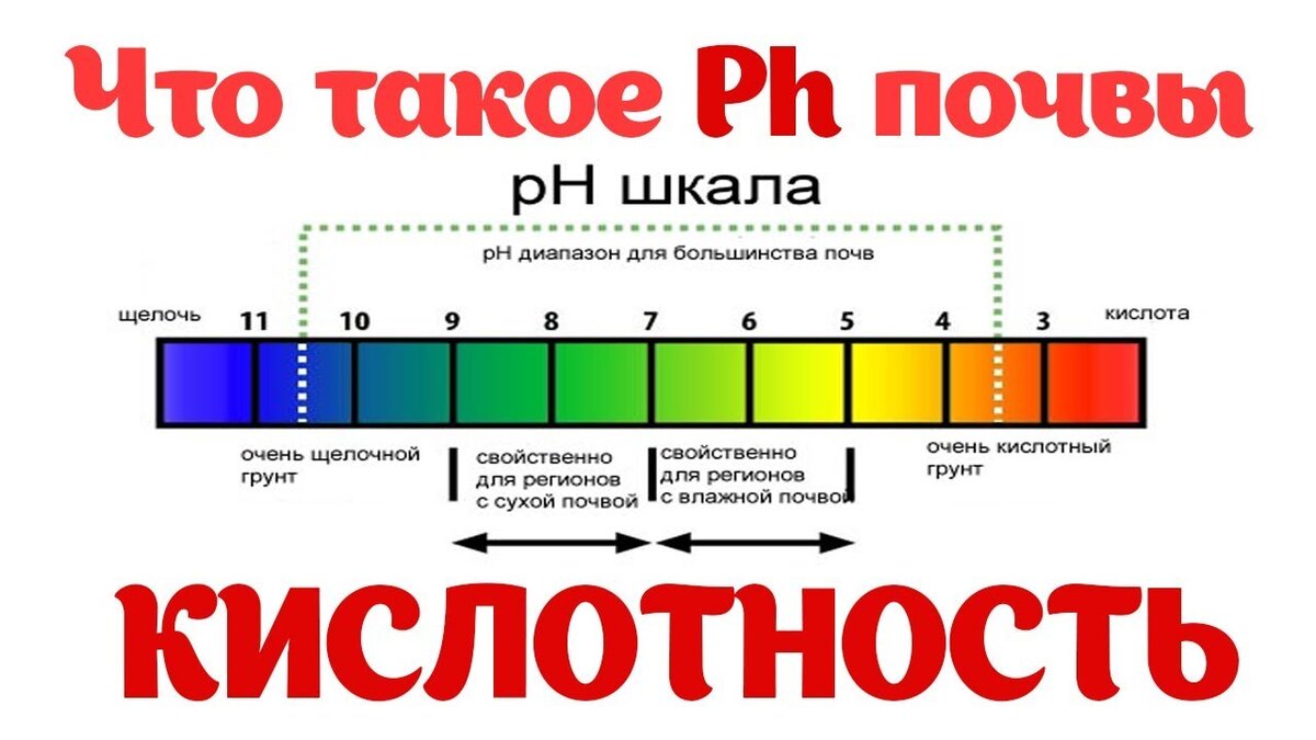 Яндекс. Картинки