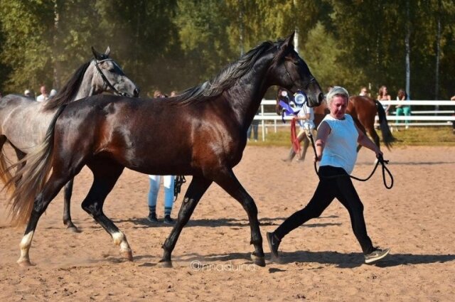    Фото: Из архива/ IV Фестиваль орловского рысака